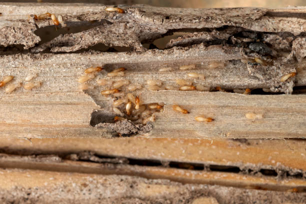 Best Pest Control Treatment  in Leisure World, MD