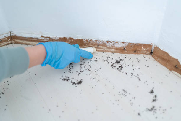 Best Rat Extermination Near Me  in Leisure World, MD