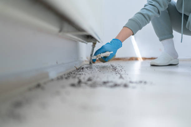 Wasp Removal Services in Leisure World, MD